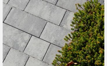 Grey concrete paving slabs with green shrub
