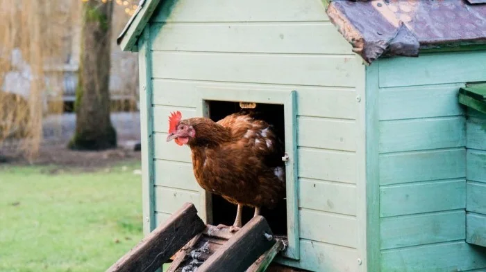 Chicken in coop door