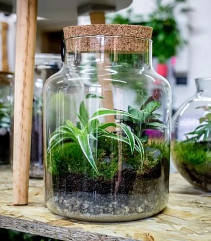 Skleněný florárium s mechem a malými rostlinami na dřevě.